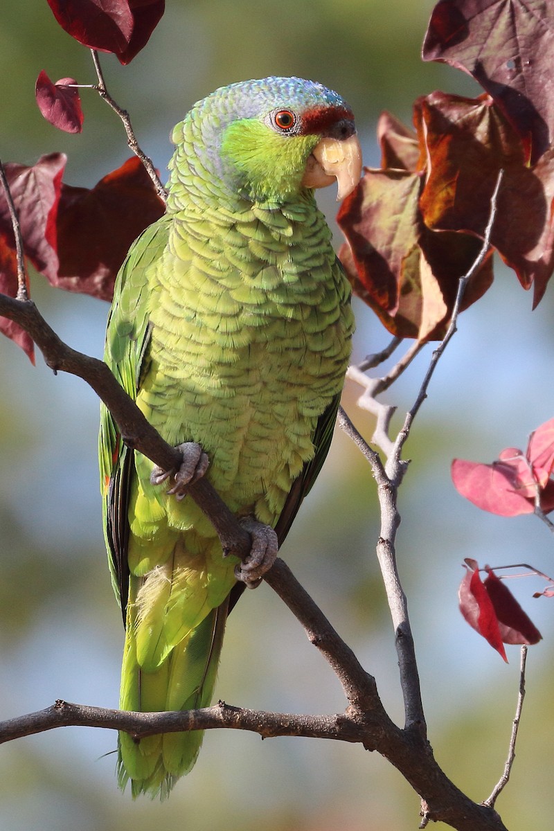 Lilac-crowned Parrot - ML463725181