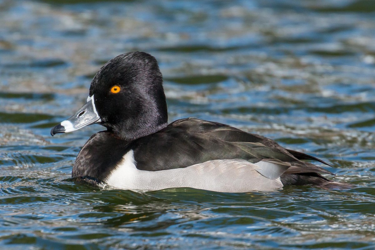Ring-necked Duck - Patrick Van Thull
