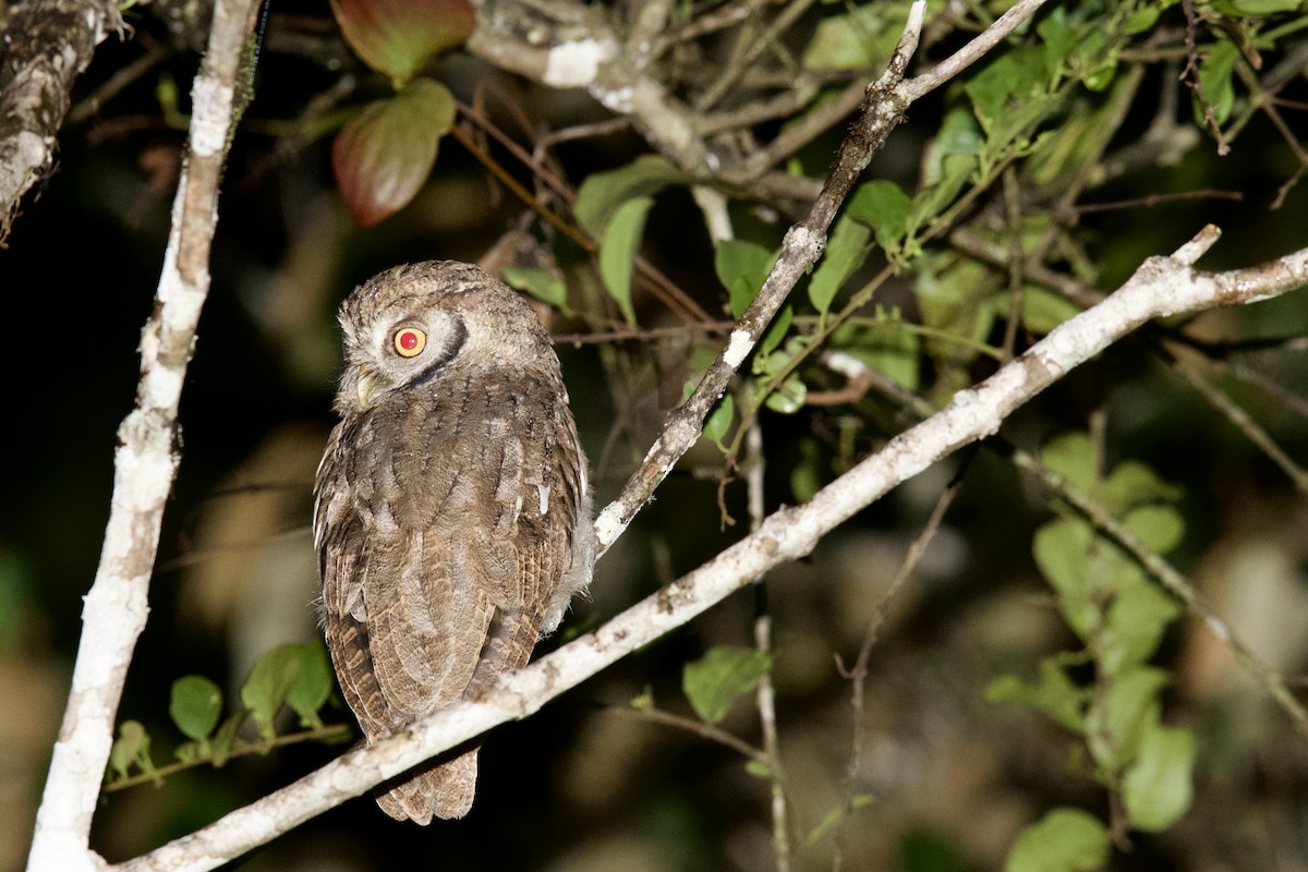 Foothill Screech-Owl - Jesse Anderson