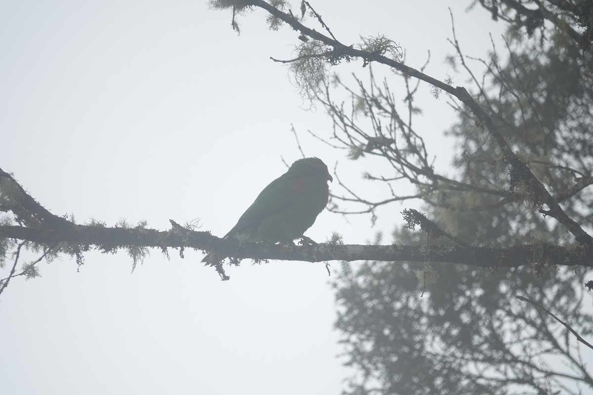 Red-faced Parrot - ML463735261