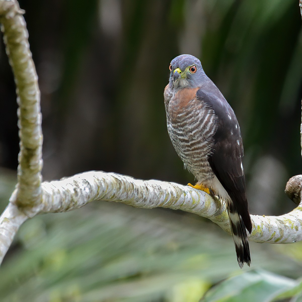 Double-toothed Kite - ML463738021