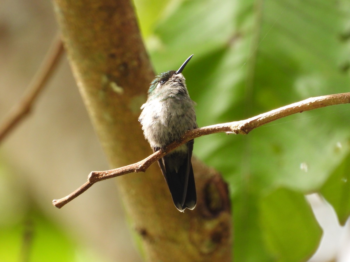 Emerald-chinned Hummingbird - ML463741331