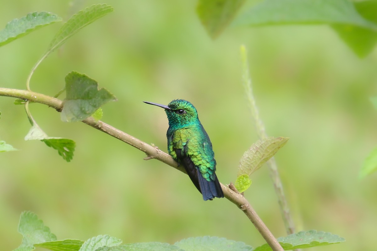 Blue-tailed Emerald - ML463741491