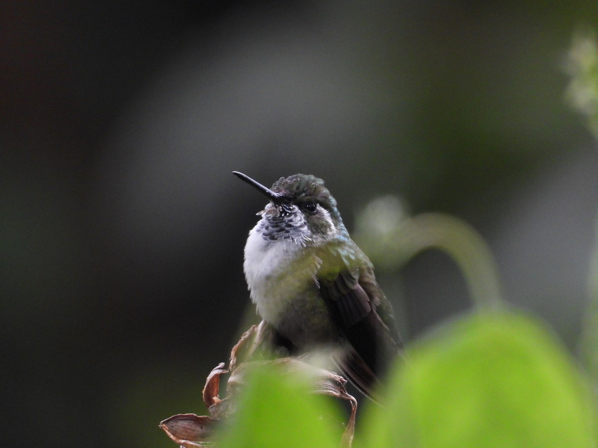 White-eared Hummingbird - David Edgardo Pérez Mejia