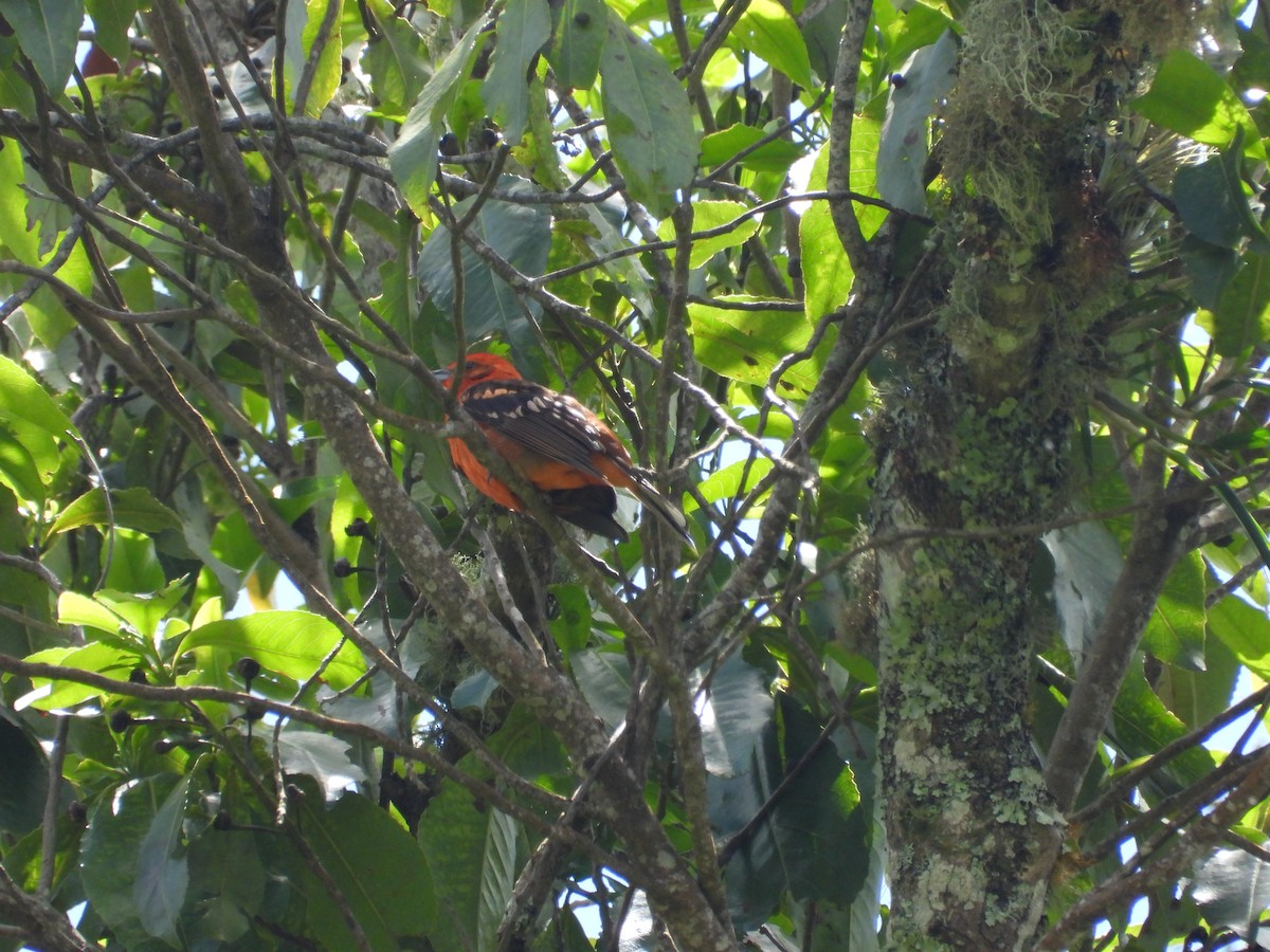 Flame-colored Tanager - ML463741771