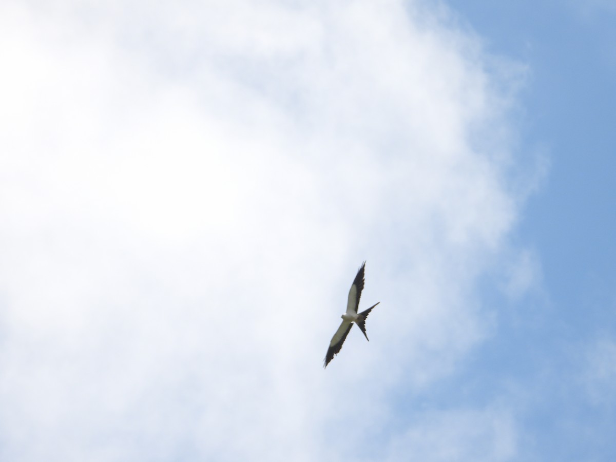 Swallow-tailed Kite - ML463741871