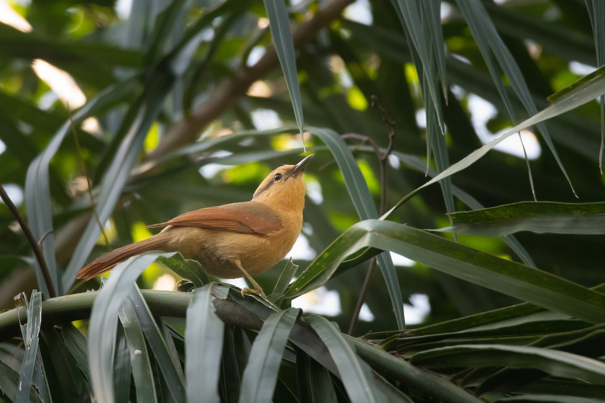 Buff-fronted Foliage-gleaner - Pablo Re