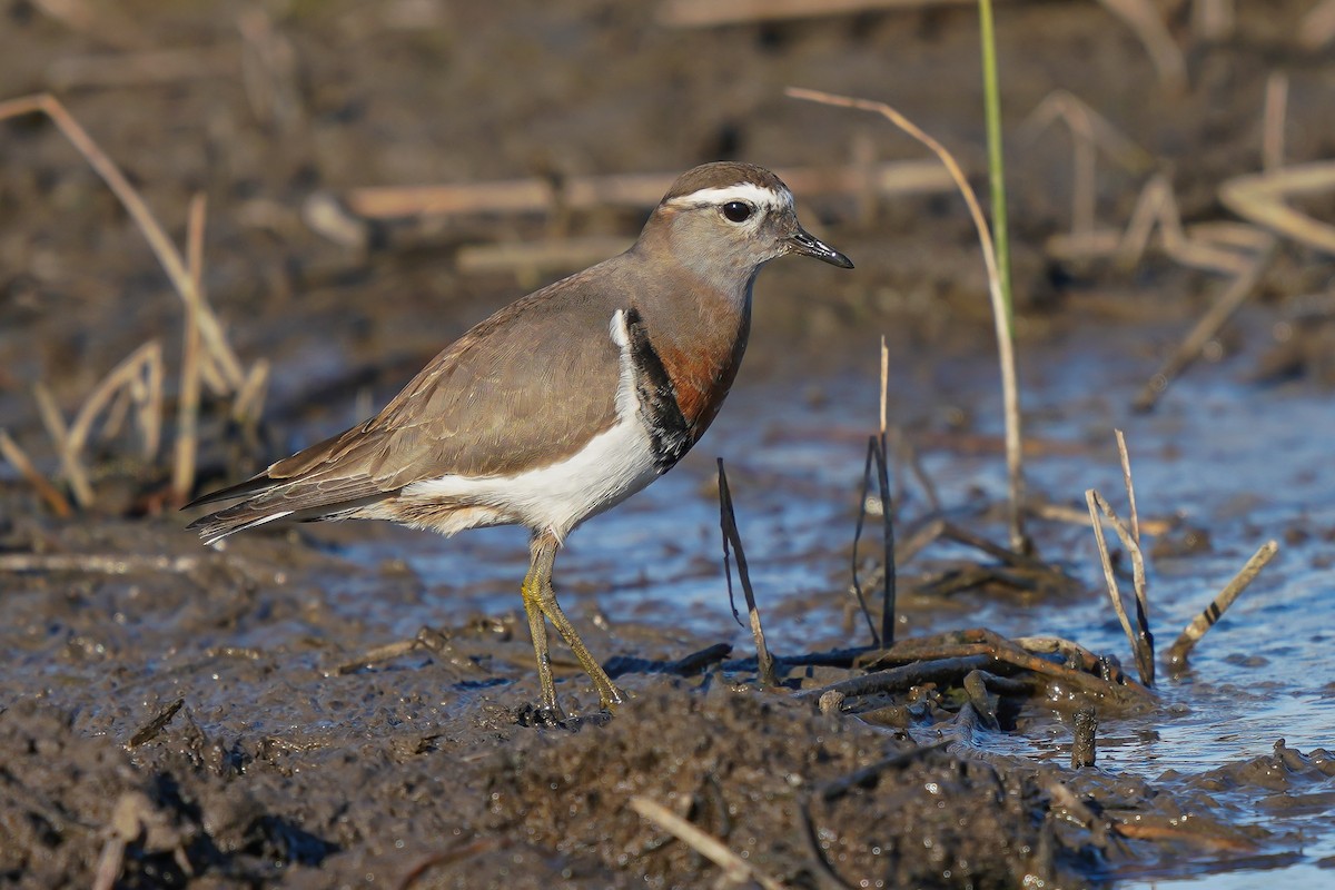 Rufous-chested Dotterel - ML463756041