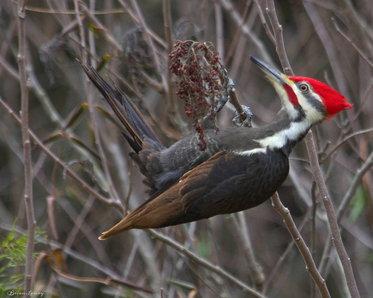 Pileated Woodpecker - Brian Lowry