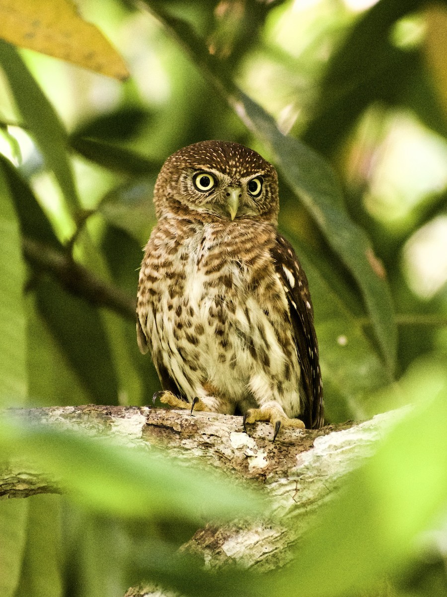 Cuban Pygmy-Owl - Roberto Jovel