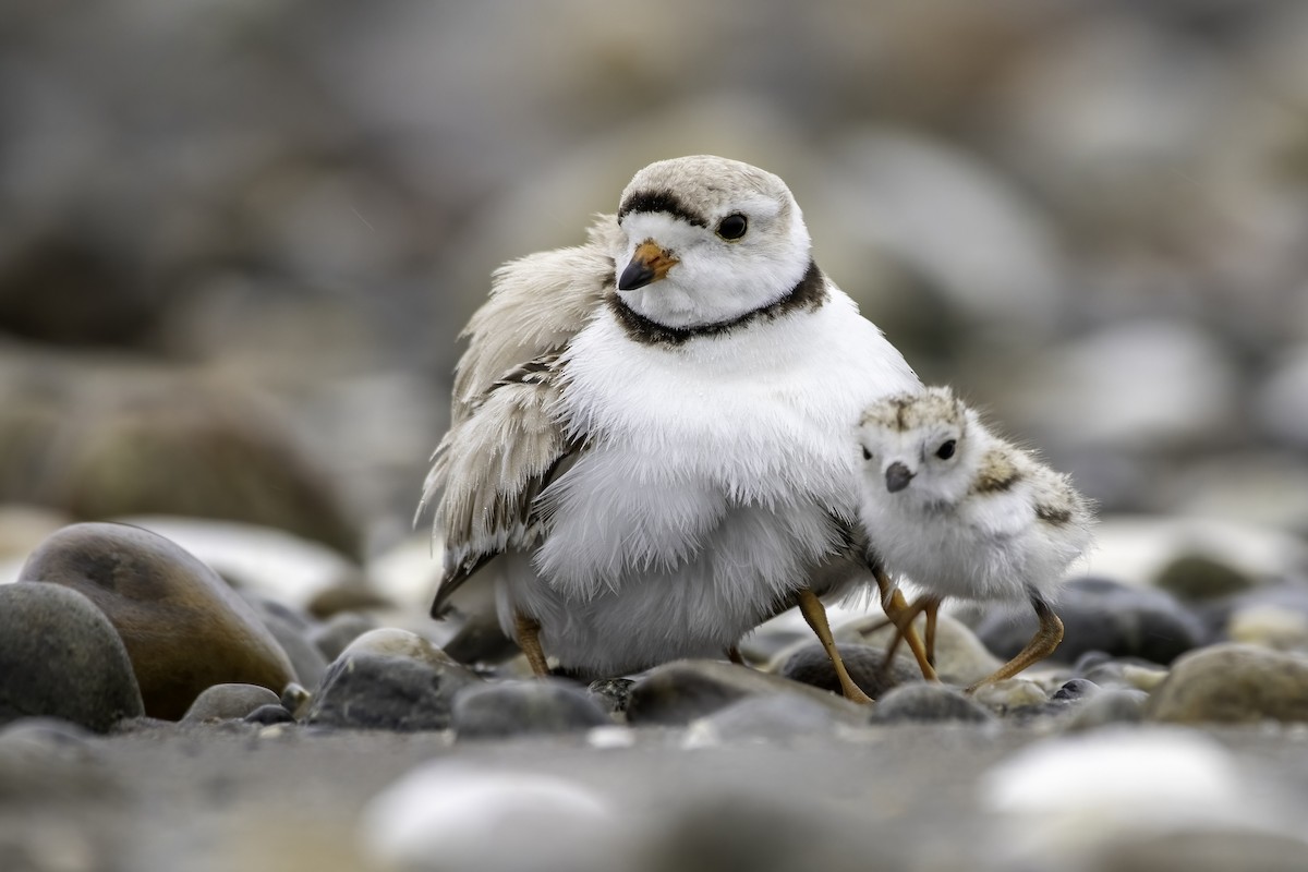 Piping Plover - ML463761301