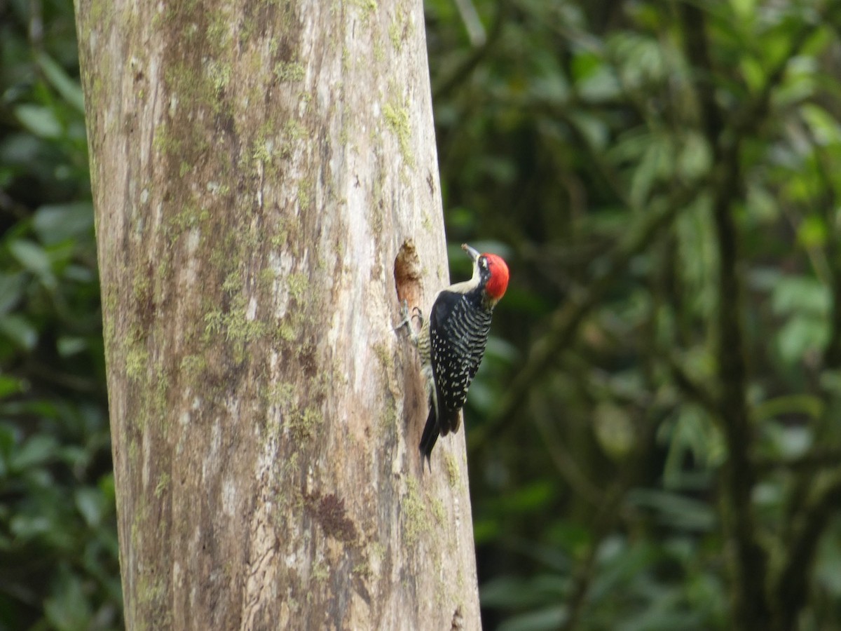 Black-cheeked Woodpecker - Ignatius Frost