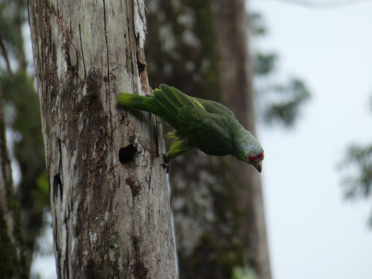Red-lored Parrot - ML463763241