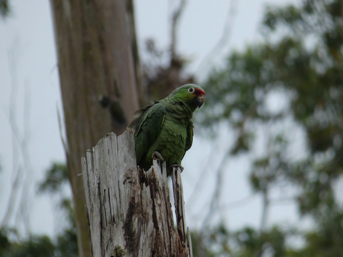Red-lored Parrot - ML463763301