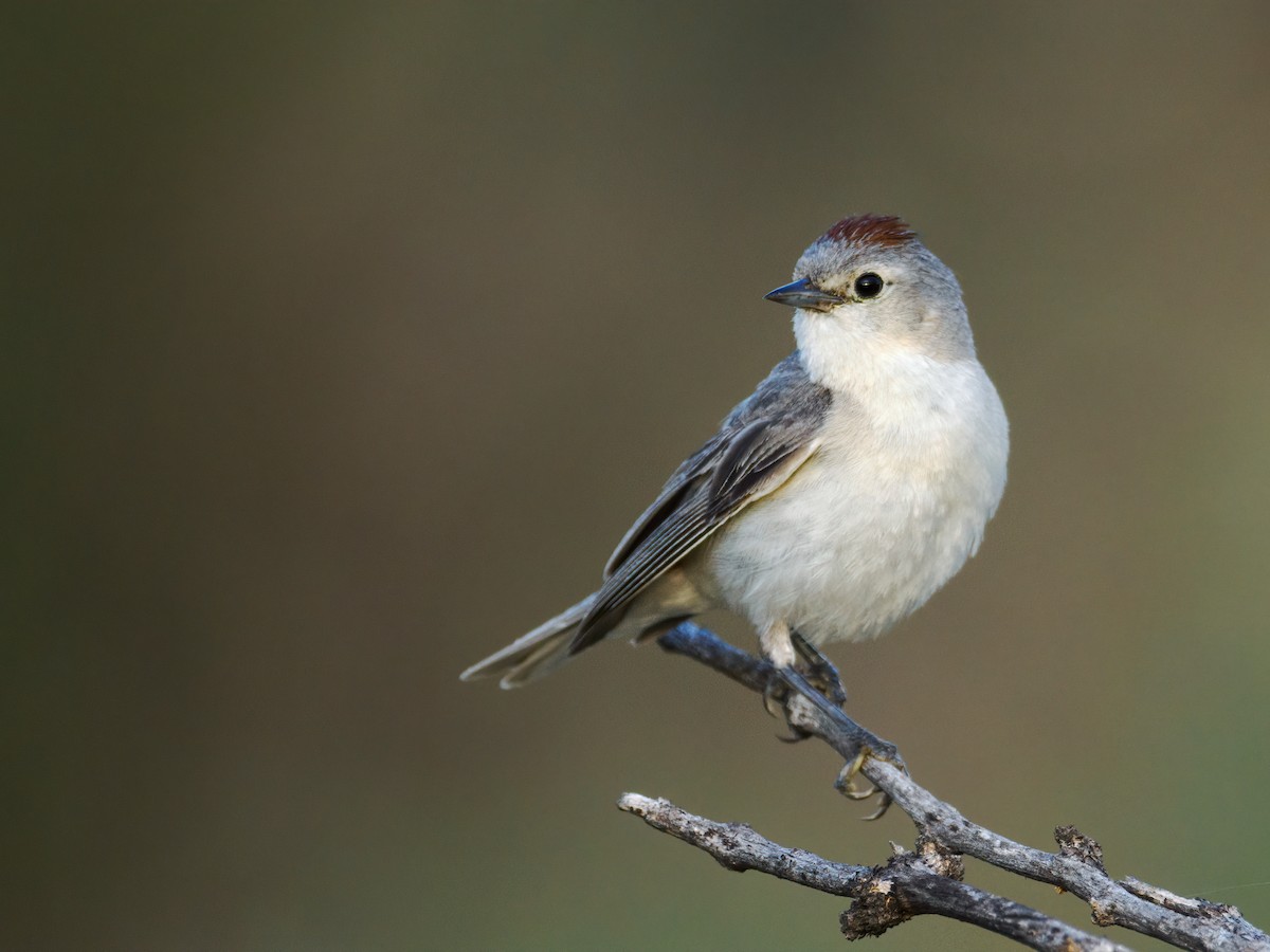 Lucy's Warbler - ML463764851