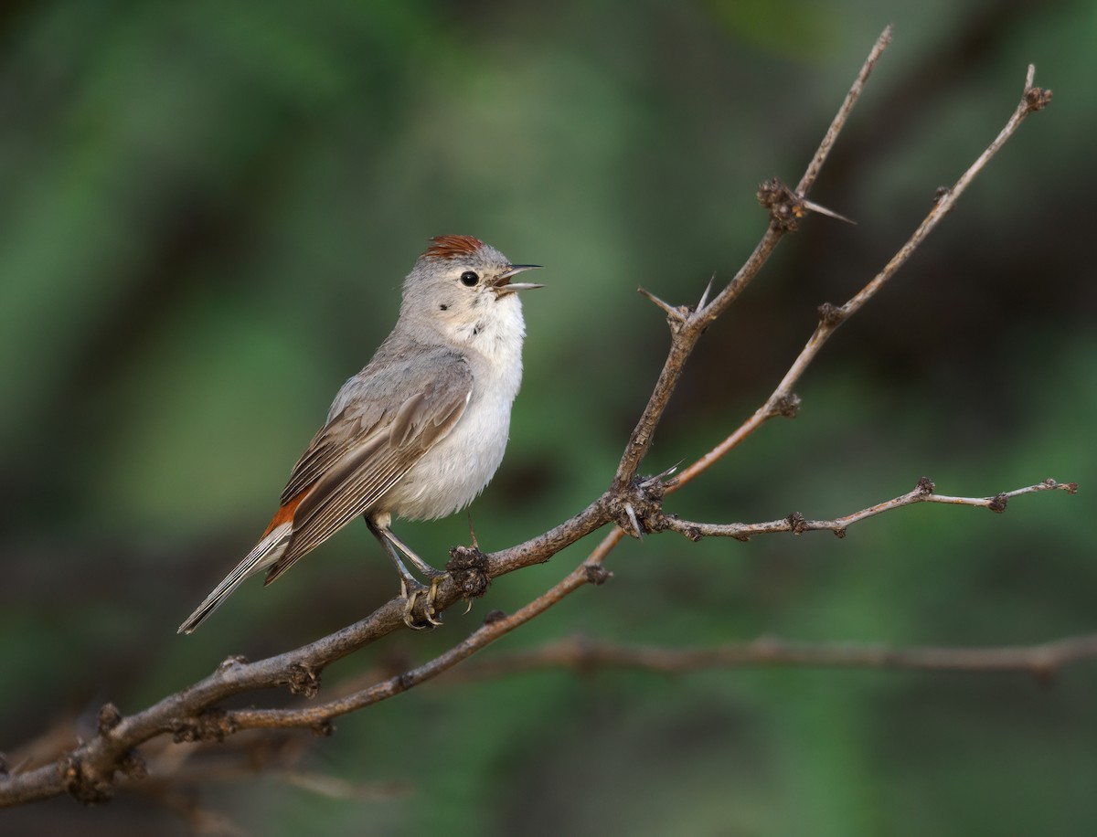 Lucy's Warbler - ML463764881