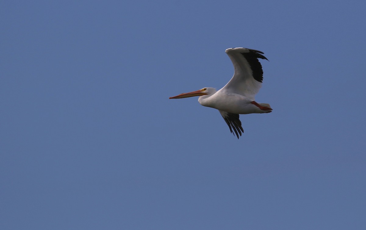 American White Pelican - Peter Hosner