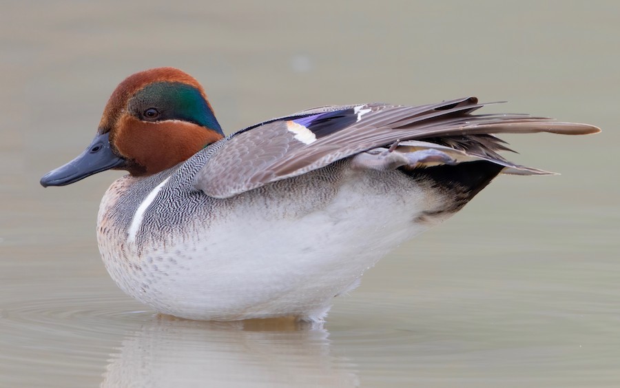 Green-winged Teal