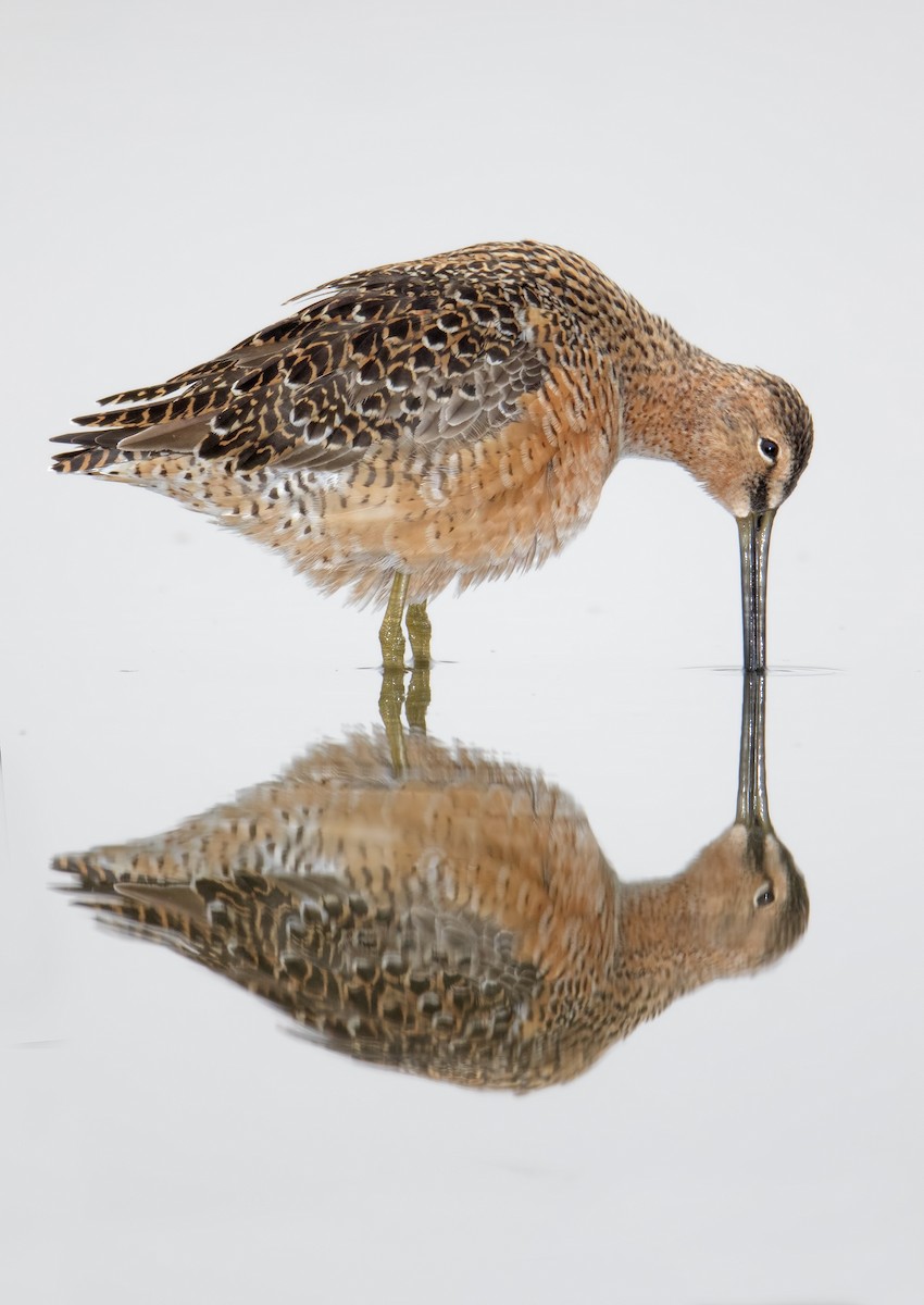 Long-billed Dowitcher - ML463769731