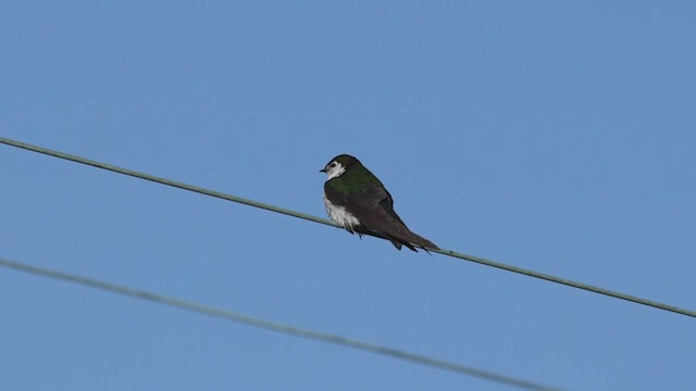 Violet-green Swallow - ML463777371