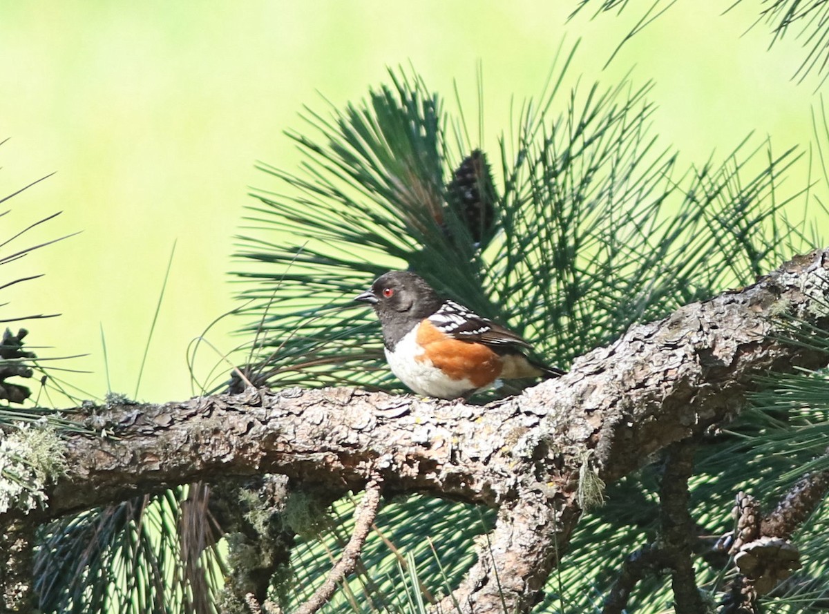 Spotted Towhee - ML463777501
