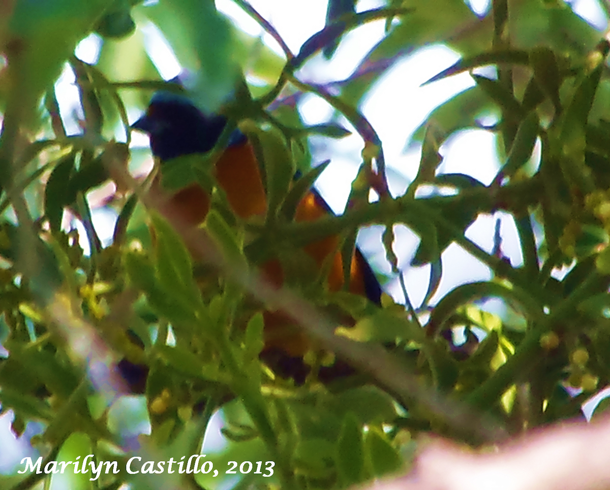 Elegant Euphonia - Marilyn Castillo Muñoz (Kingfisher Birdwatching Nuevo León)