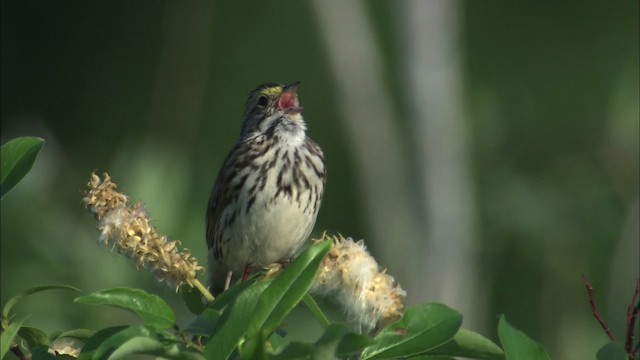Savannah Sparrow - ML463779