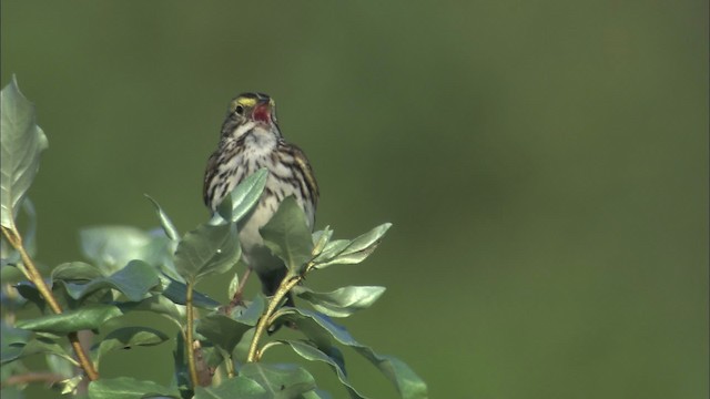 Savannah Sparrow - ML463780