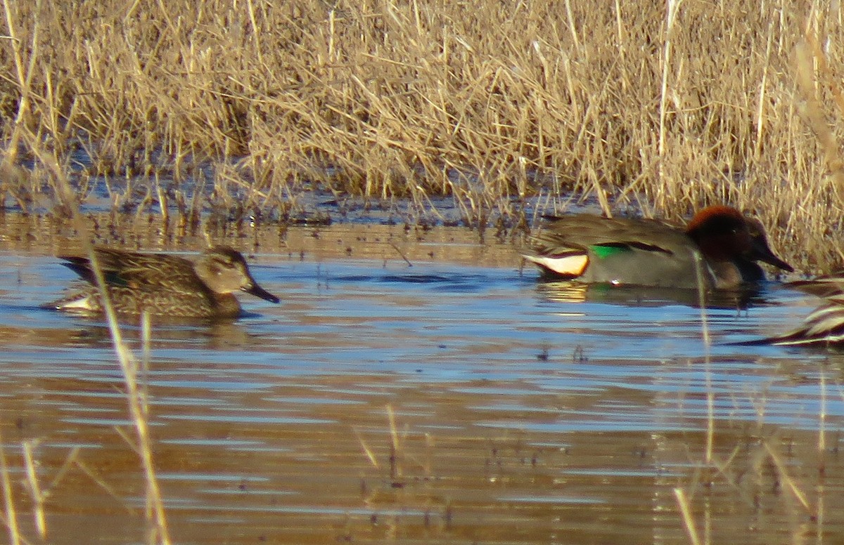 Green-winged Teal - ML46378021