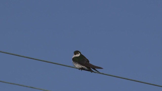 Violet-green Swallow - ML463781931