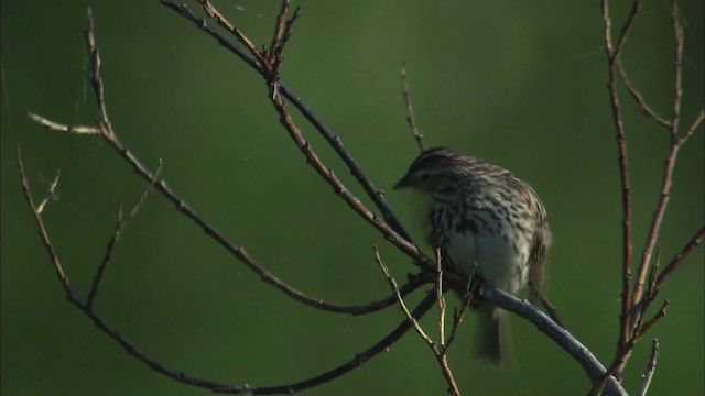 Savannah Sparrow - ML463790