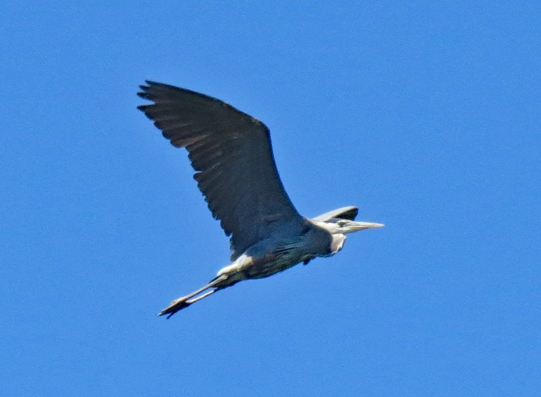 Great Blue Heron (Great Blue) - ML463793121