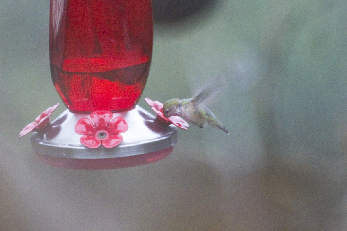 Calliope Hummingbird - ML46379421