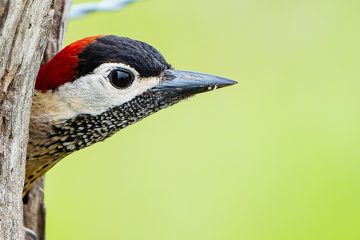 Spot-breasted Woodpecker - ML463796121