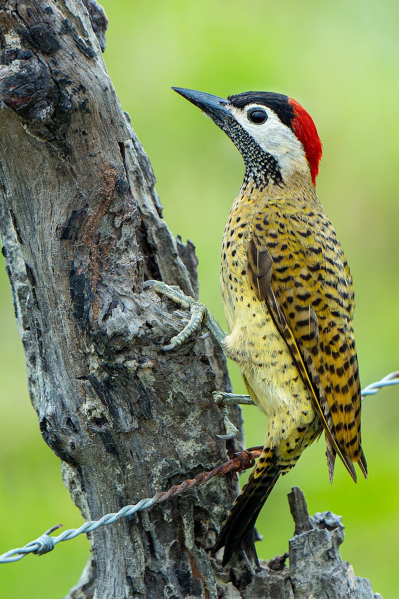 Spot-breasted Woodpecker - ML463796301