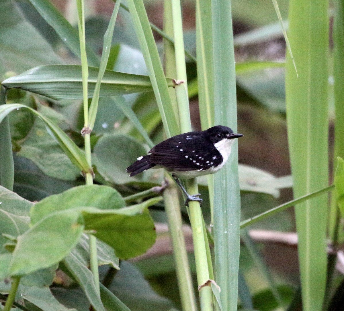 Black-and-white Antbird - ML46379791