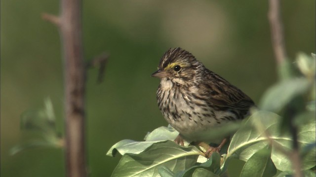 Savannah Sparrow - ML463798