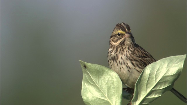 Savannah Sparrow - ML463800
