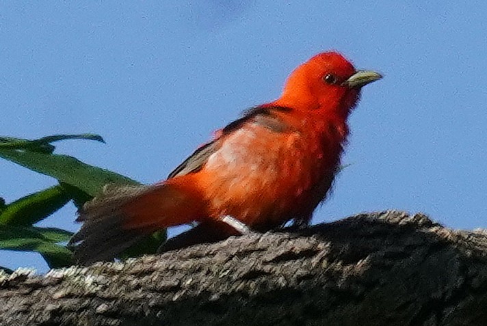 Scarlet Tanager - ML463800111