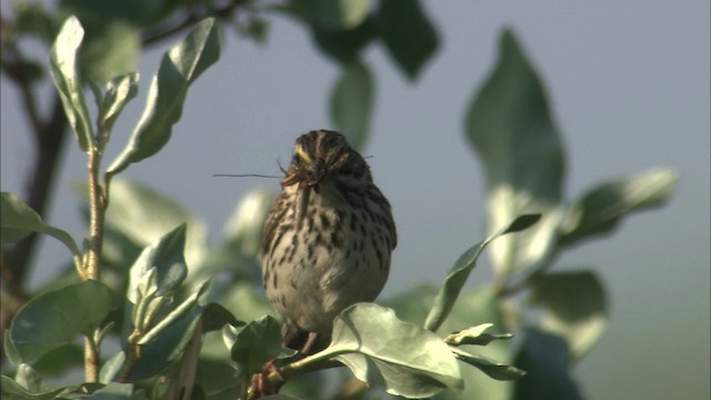 Savannah Sparrow - ML463805