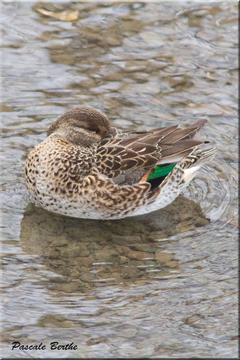 Green-winged Teal - Pascale Berthe