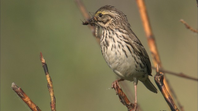 Savannah Sparrow - ML463807