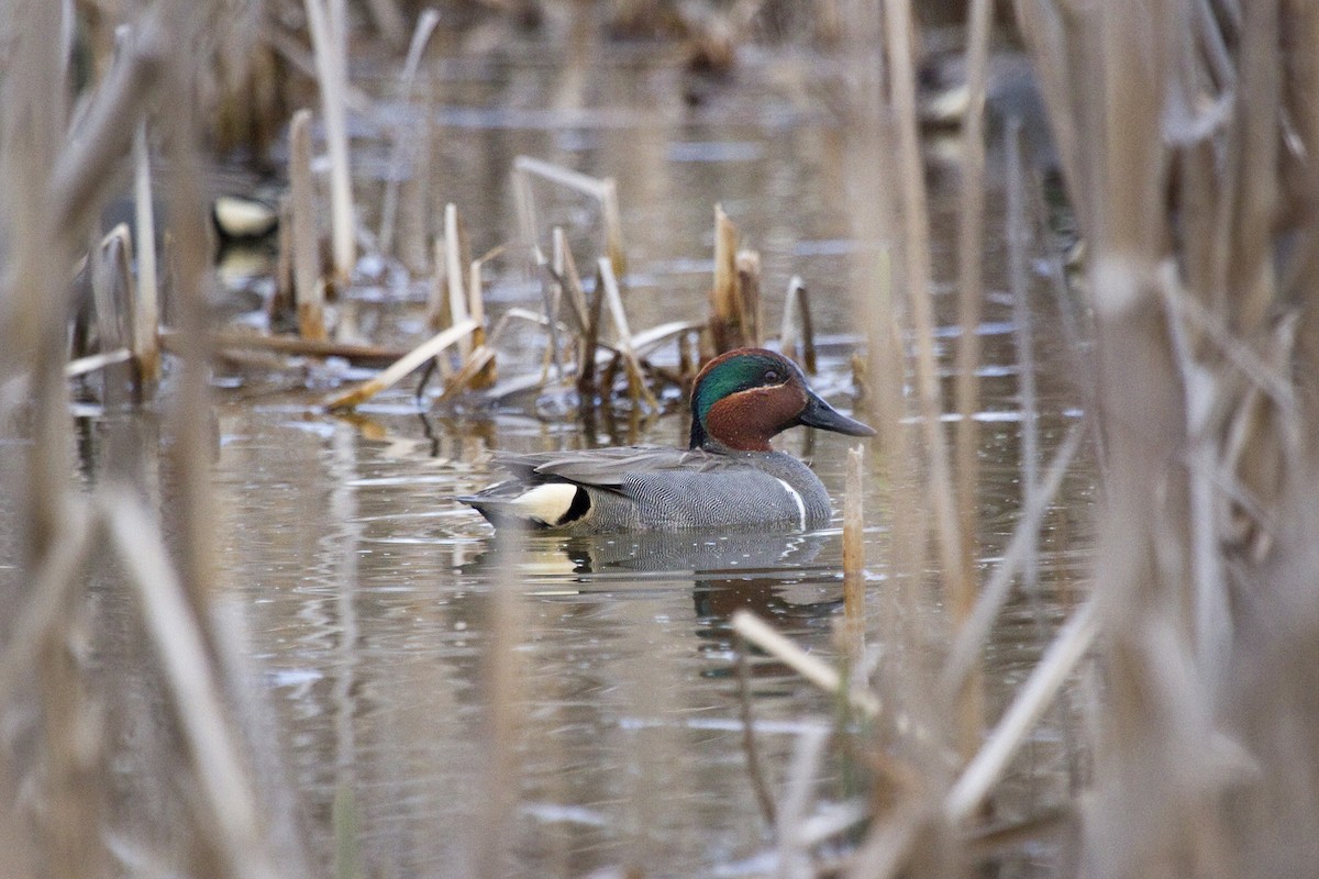 Green-winged Teal - ML46380941