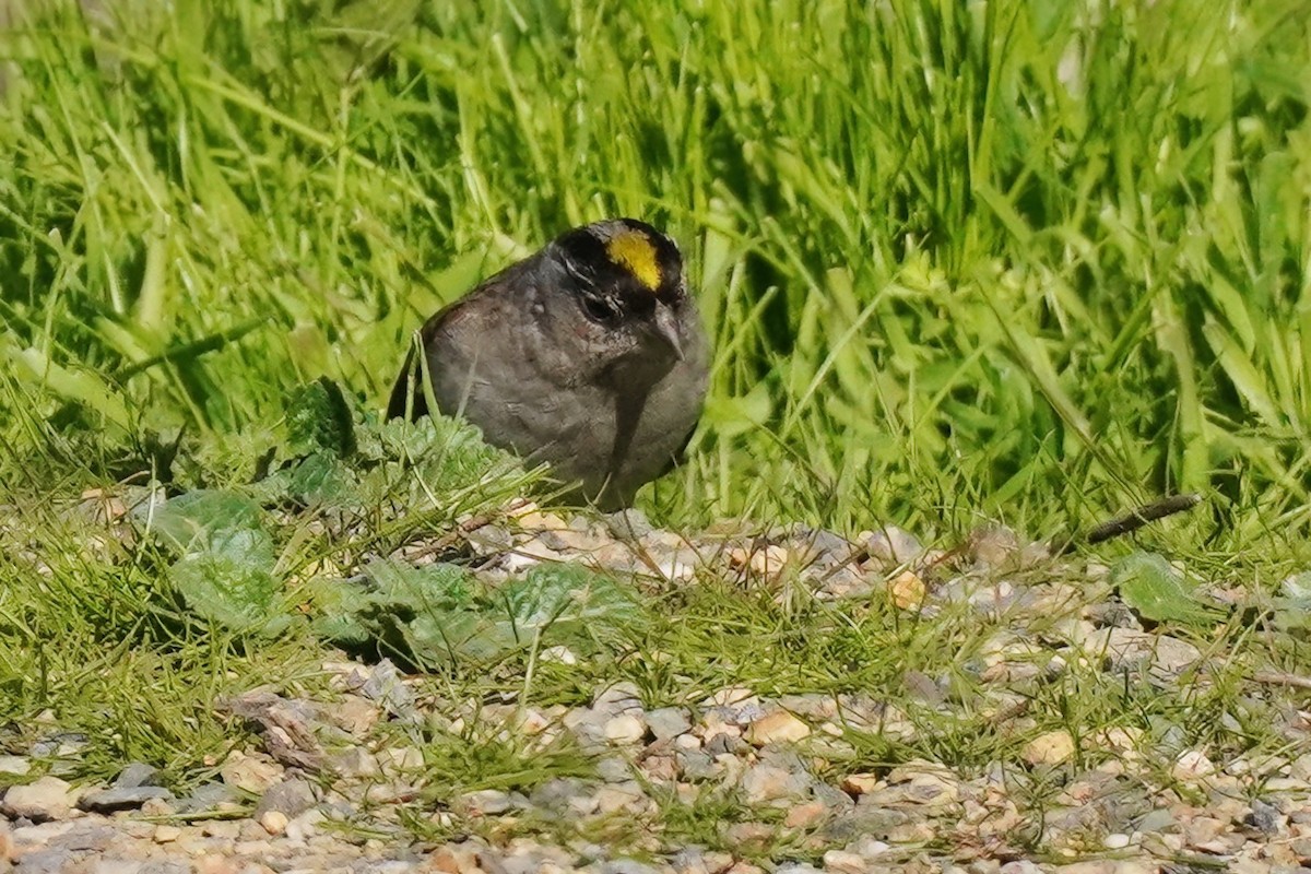 Golden-crowned Sparrow - ML463812901