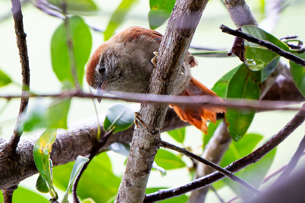 Rusty-backed Spinetail - ML463812971