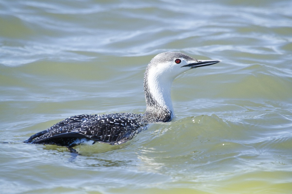 Red-throated Loon - Gordon Dimmig