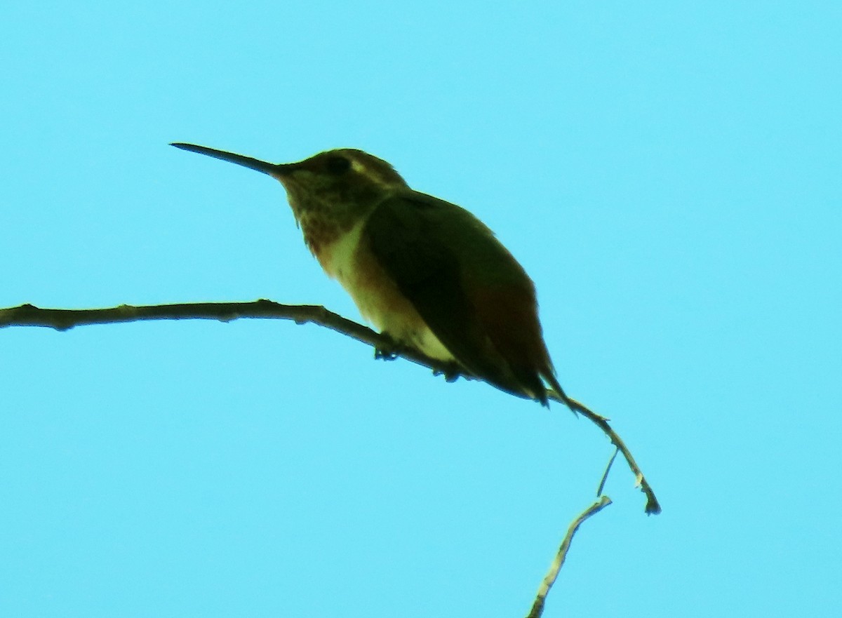 Allen's Hummingbird - ML463814451