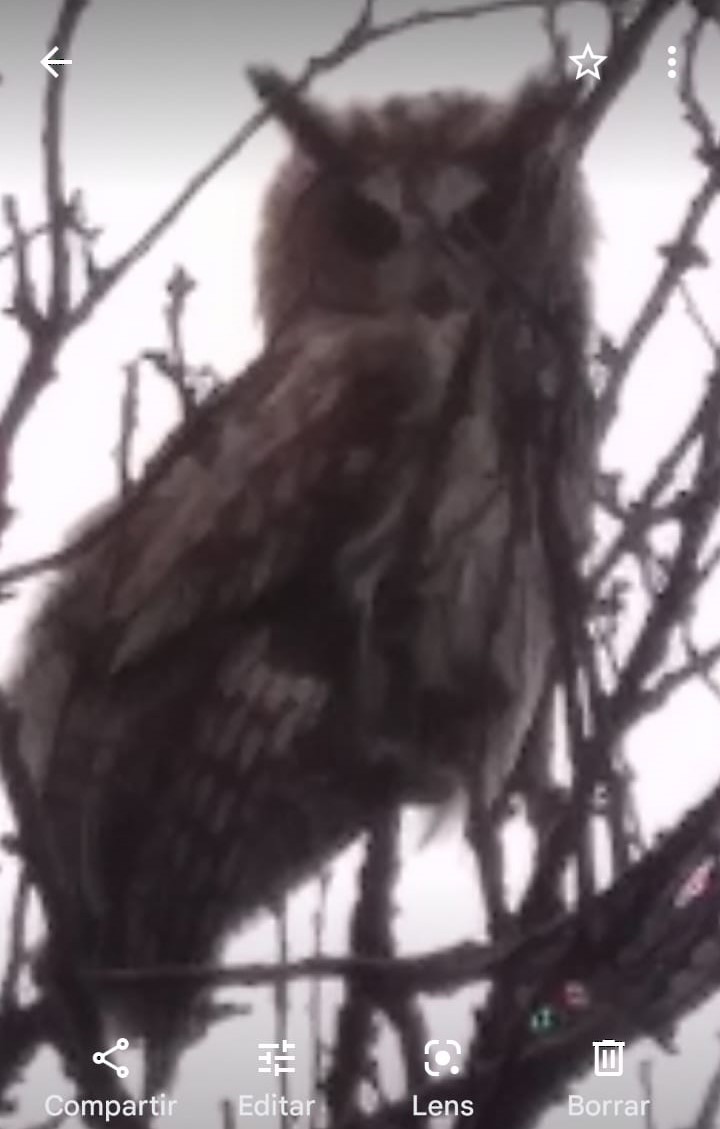 Striped Owl - ML463814461