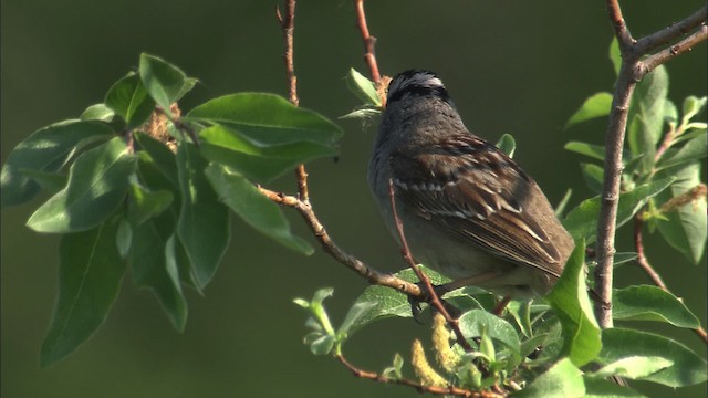 White-crowned Sparrow - ML463815