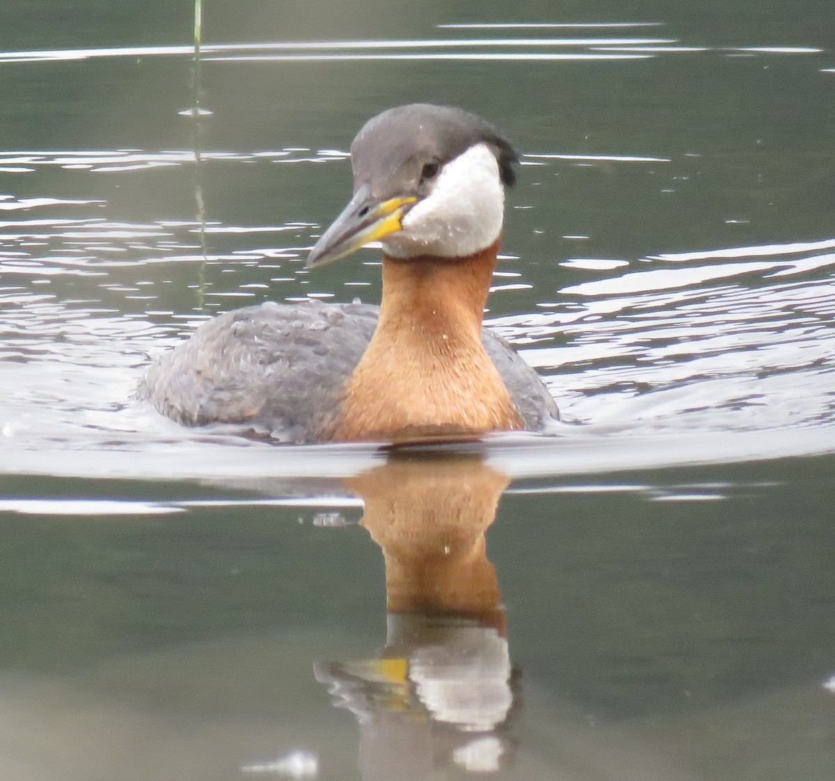 Red-necked Grebe - ML463816941